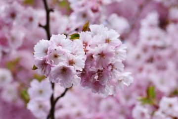 Arbres à fleurs avec épines