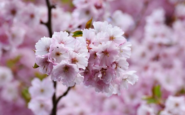 Arbres à fleurs avec épines