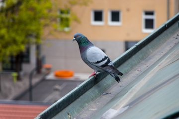 Comment attraper un pigeon perdu ?