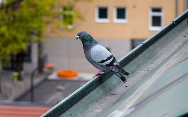 Comment attraper un pigeon perdu ?