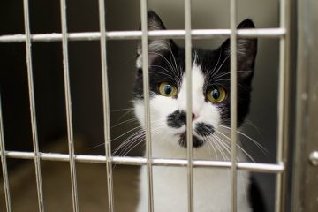 Comment calmer un chat dans une cage