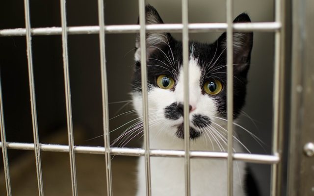 Comment calmer un chat dans une cage