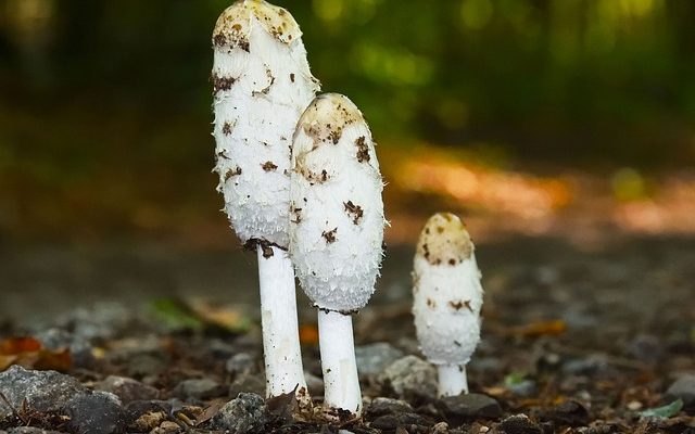 Comment créer une affiche sur la forêt pluviale