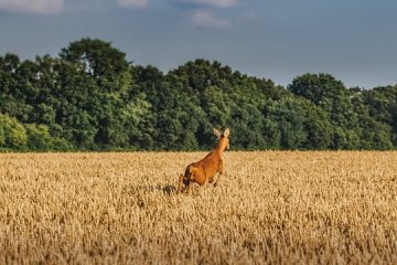 Comment démarrer une ferme à chevreuils