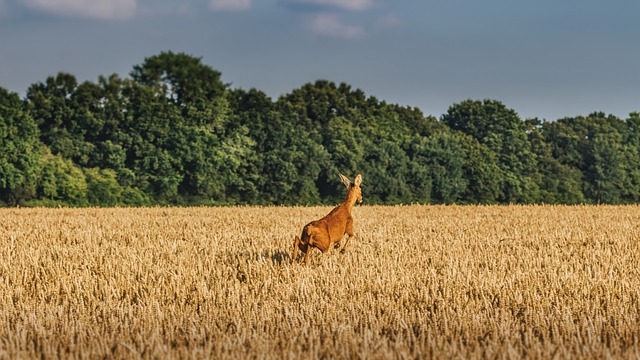 Comment démarrer une ferme à chevreuils