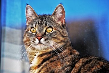 Comment donner des sédatifs à un chat pour le toilettage