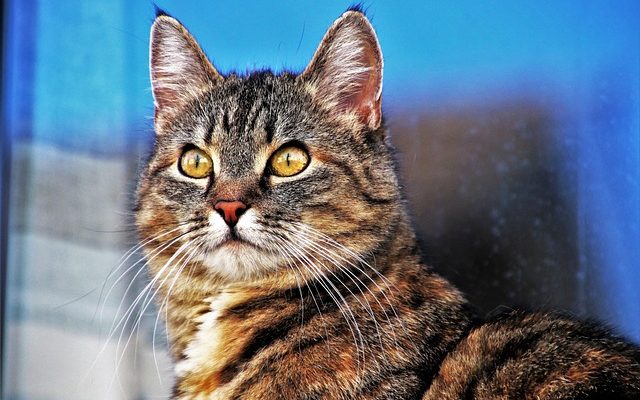 Comment donner des sédatifs à un chat pour le toilettage