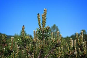 Comment faire des arcs et des flèches faits maison