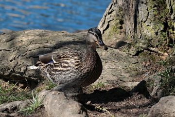 Comment faire du canard rôti lent