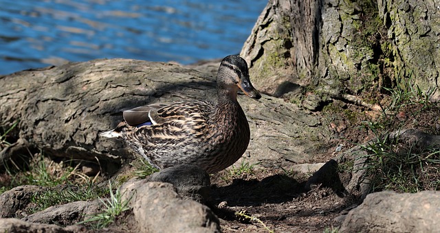 Comment faire du canard rôti lent