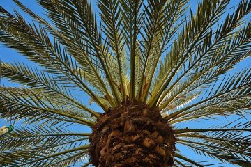 Comment faire pousser des palmiers dattiers