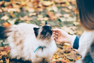 Comment faire un collier élisabéthain doux pour chats