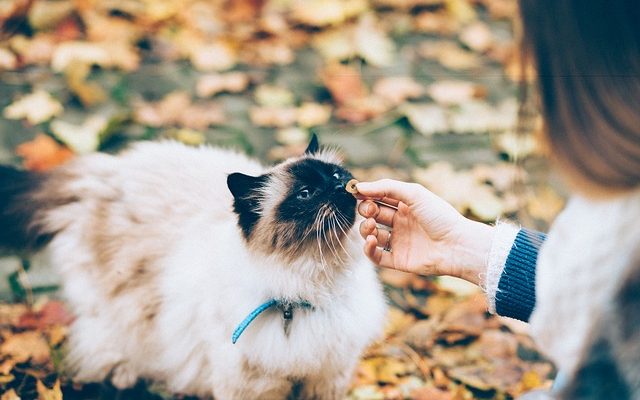 Comment faire un collier élisabéthain doux pour chats