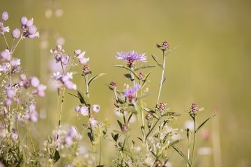 Comment faire une clé dichotomique en ligne