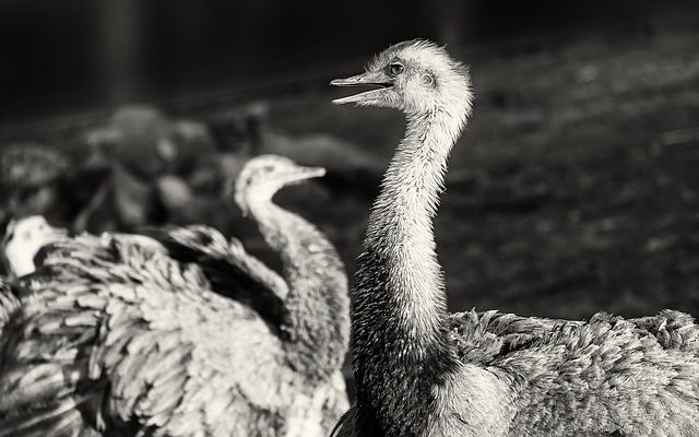 Comment imprimer des photos en noir et blanc sur un Epson