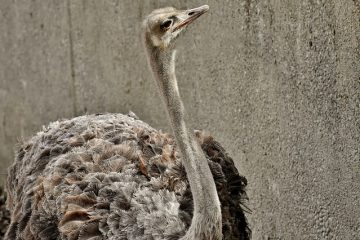 Comment nourrir un rouge-gorge naissant