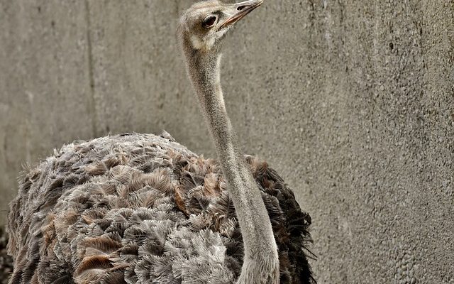 Comment nourrir un rouge-gorge naissant