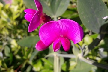 Comment prendre soin des plantes de pois de senteur