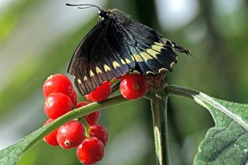 Comment traiter les fourmis blanches