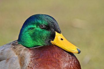 Comment traiter les paupières enflées