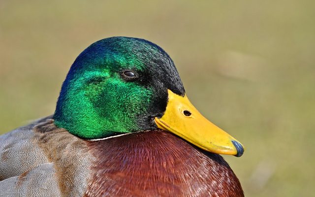 Comment traiter les paupières enflées