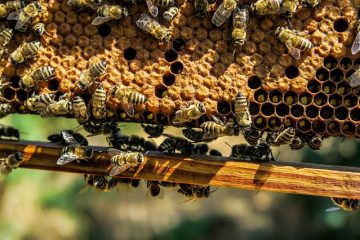 Comment tuer les guêpes des bois