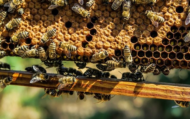 Comment tuer les guêpes des bois