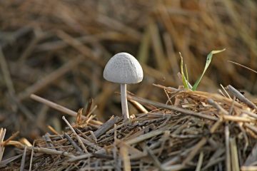 Comment vider une écurie avec des copeaux ?