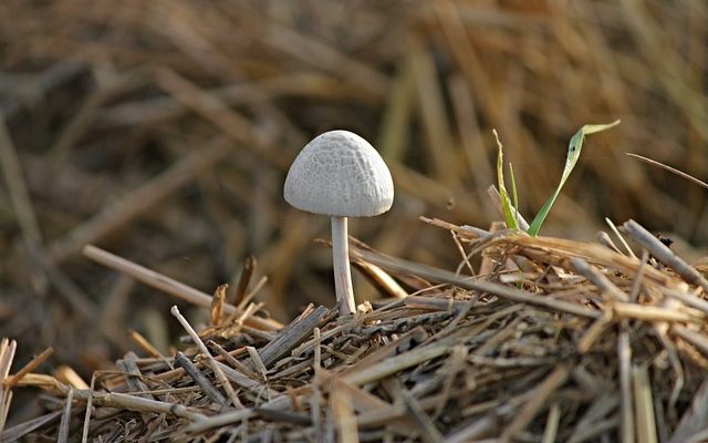 Comment vider une écurie avec des copeaux ?