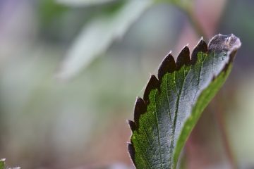 Cures pour la brûlure des feuilles du fraisier