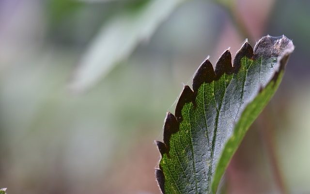 Cures pour la brûlure des feuilles du fraisier