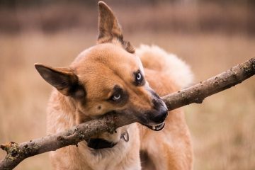 Différence entre un Husky miniature et un Klee Kai.