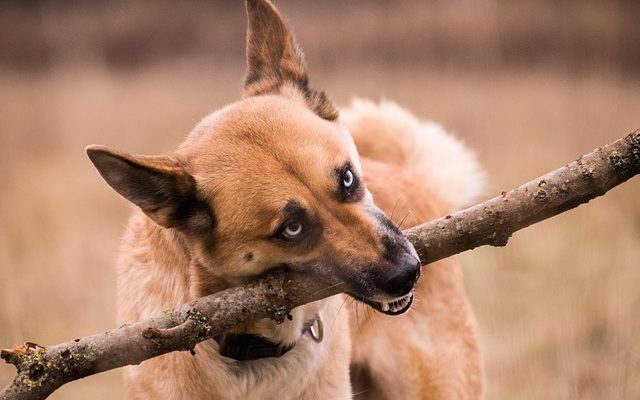 Différence entre un Husky miniature et un Klee Kai.