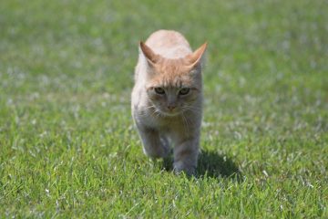 Faits sur les chats tigrés orange tabby