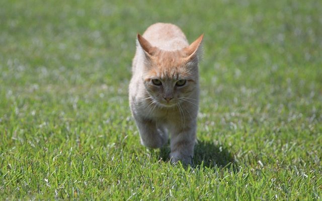 Faits sur les chats tigrés orange tabby