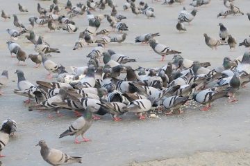 Identification des oiseaux de jardin britanniques