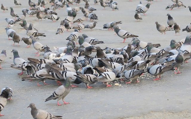 Identification des oiseaux de jardin britanniques