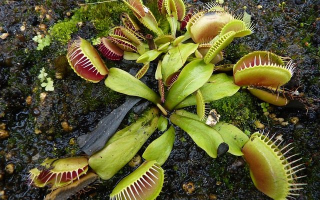 Information sur le piège à mouches de Vénus pour les projets scientifiques scolaires