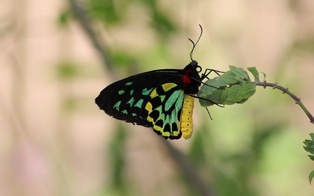 Insectes et ravageurs de la plante poivrée