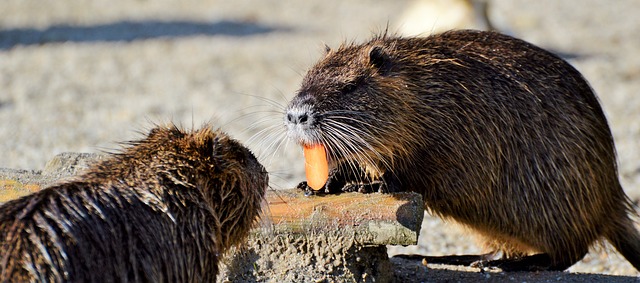 La menthe repousse-t-elle les rats ?