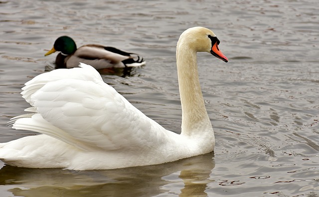 Le vilain petit canard pour la maternelle et le jardin d'enfants.