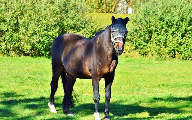 Masques de cheval pour les enfants