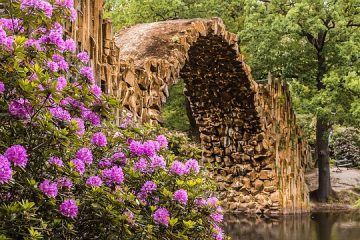 Plantation de rhododendrons soins