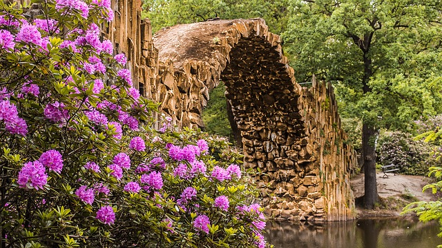 Plantation de rhododendrons soins