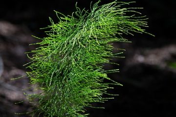 Prêle Mauvaises herbes