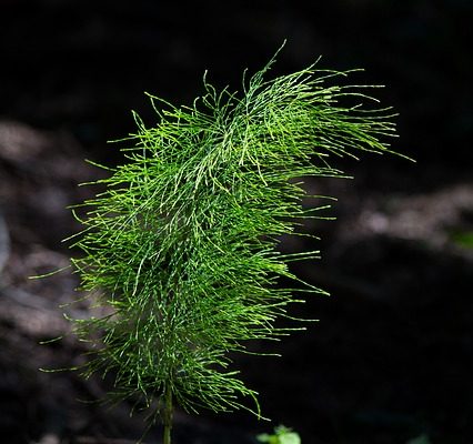 Prêle Mauvaises herbes