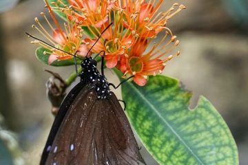 Quels insectes vivent dans un réfrigérateur ?