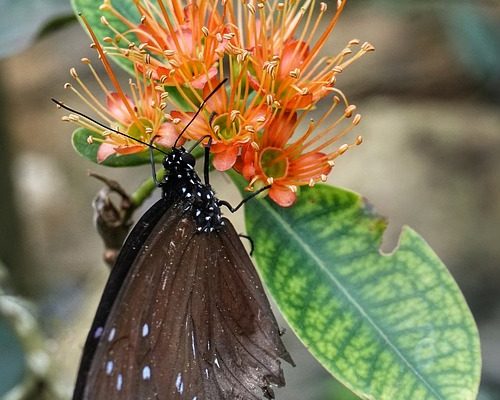 Quels insectes vivent dans un réfrigérateur ?