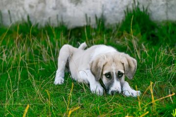 Quels sont les symptômes de la maladie des coussins chez un chien ?