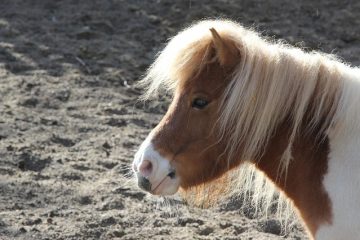 Qu'est-ce que la cellulite chez le cheval ?